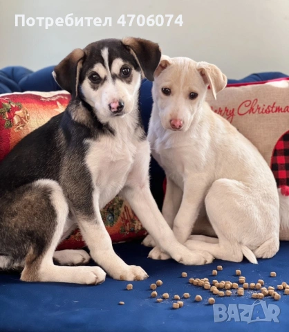 Подарявам женски кученца обезпаразитени, ваксинирани с паспорти, снимка 4 - Други - 53064372