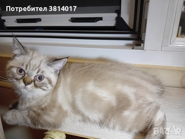 порода коте абесин на три месеца , снимка 4 - Персийска - 51734746