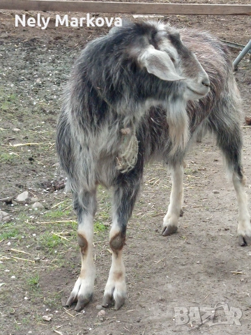 Скопен пърч и кози, снимка 6 - Кози - 54043599