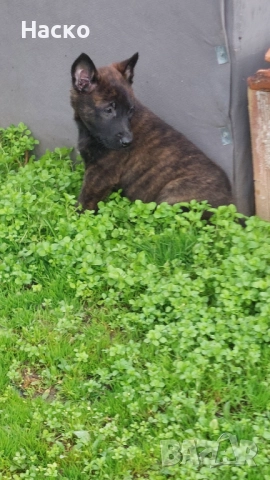 Холандска овчарка