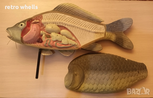 Риба Шаран 3D модел със разрез от Соца, Супер Уникат !!!, снимка 4 - Други ценни предмети - 51804464