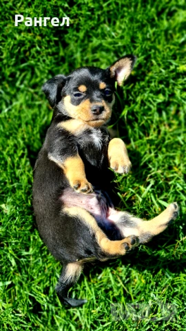 Пинчер , снимка 3 - Пинчер - 54253637