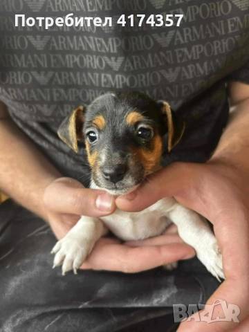 Джак ръсел териер , снимка 13 - Джак ръсел териер - 52822970