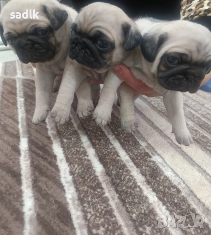 ЕЛИТНИ МОПСЧЕТА 