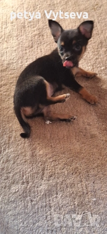 Продавам пинчер