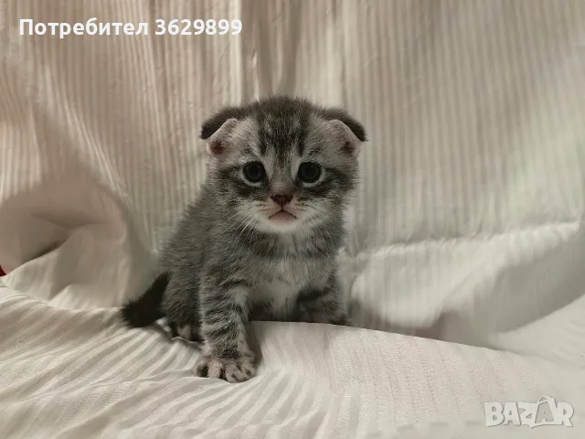 правоухи и клепоухи шотландски котета, снимка 6 - Други - 56275721