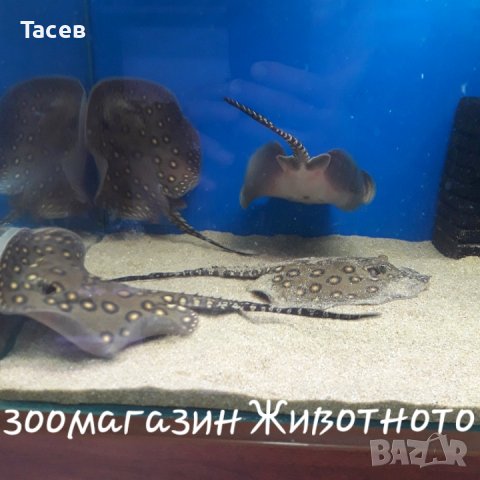 Скат potamotrygon motoro 9-10см диск, снимка 1 - Рибки - 36659954