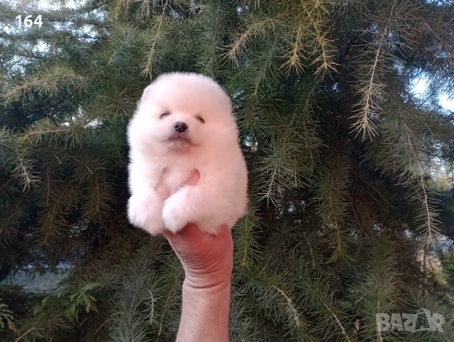 Бели и кремави мъжки кученца Шпиц.