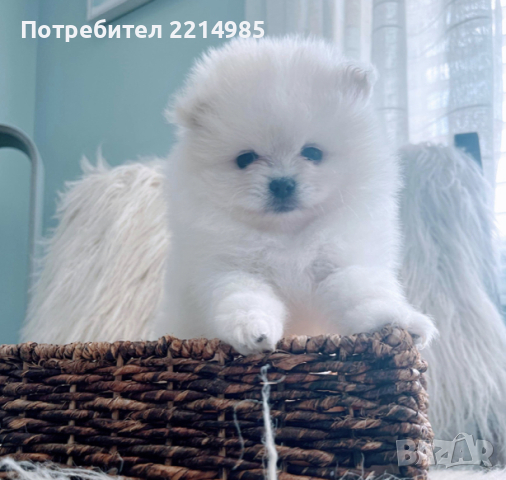 Померан мини мини, снимка 5 - Померан - 42228643