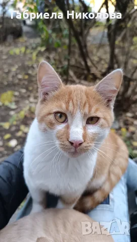 Подарявам коте СПЕШНО , снимка 8 - Други - 56334764