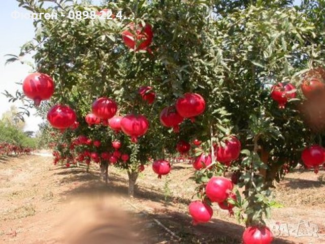 Нар - Punika granatum Студоустойчив , снимка 4 - Разсади - 36164384