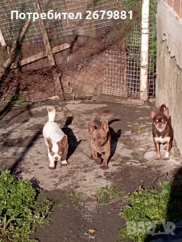 Чихуахуа женски - шоко линия , снимка 1