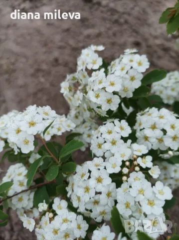 Спирея Майски сняг, Spiraea Vanhouttei, студоустойчива, снимка 9 - Градински цветя и растения - 47766421