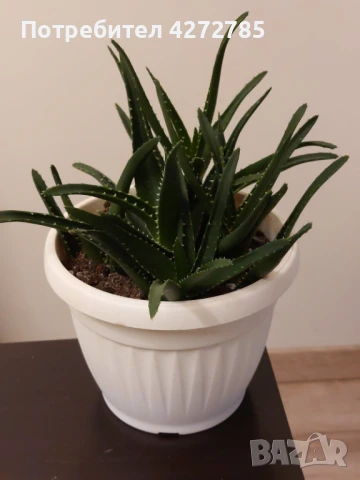 Алое вера, снимка 2 - Стайни растения - 51322426