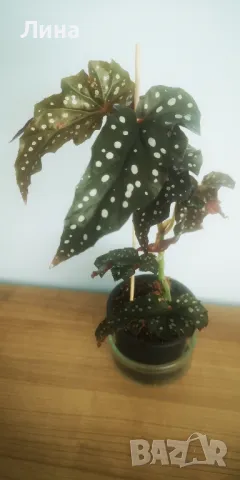 Бегония Макулата "Блек Форест" (Begonia  Maculata "Black Forest") 