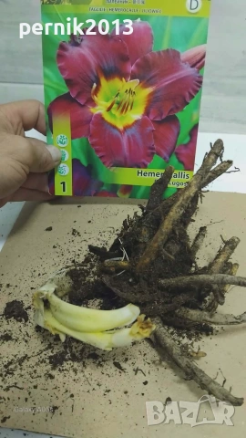 хемерокалиси коренища, снимка 7 - Градински цветя и растения - 53912586