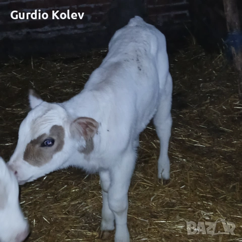 Едри Сукалчета , снимка 2 - Крави - 54282536