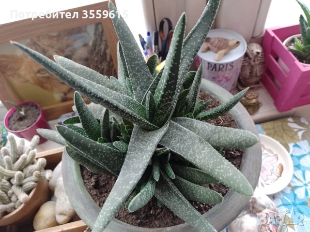 екзотично растение в красива керамична саксия, снимка 4 - Стайни растения - 40840528
