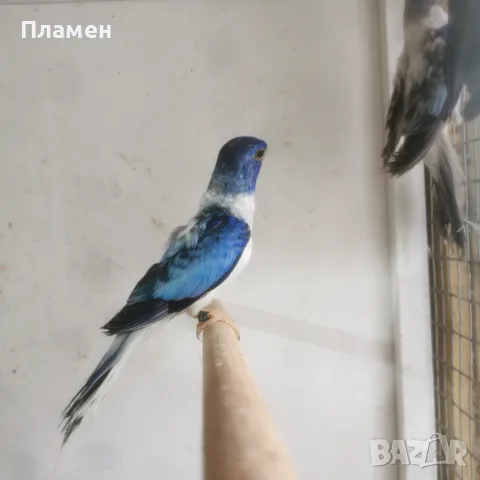 Неофема Сплендида, снимка 7 - Папагали - 56272778