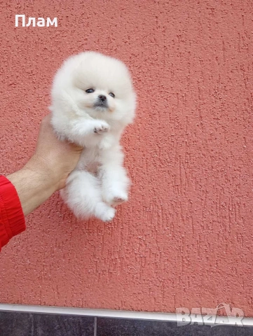 Бело мини женско Померанче. Реални снимки! Мини Померан., снимка 5 - Померан - 54105599