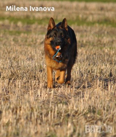 Немски овчарки от легитимен развъдник , снимка 3 - Немска овчарка - 52801099