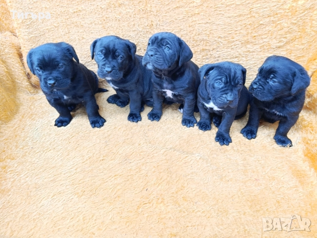 Кане Корсо Италиано , снимка 6 - Кане корсо - 52793038