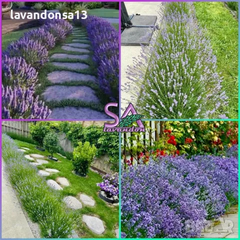 💟Лавандула🇧🇬Маслодайни Рози💞, снимка 12 - Разсади - 30787134
