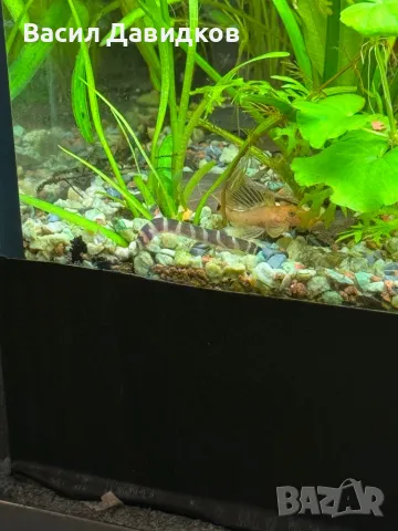 Живородни рибки , снимка 15 - Рибки - 44500989