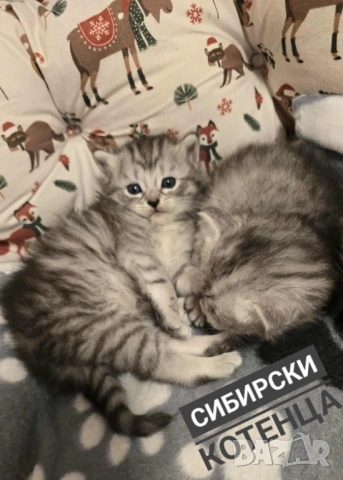 Писмени консултации за котки, котета и котараци, научни статии за публични издания, снимка 12 - Проекти - 49097324