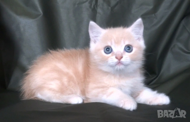 Британско късокосместо златисто котенце