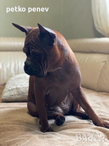 Подаряваме чунцин, китайски булдог 