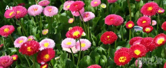 продавам цветя парички – туфи, за есенно засаждане в градината, снимка 4 - Разсади - 36687822