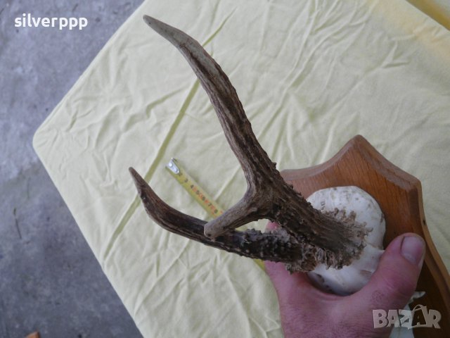  Стар немски сръндаков трофей - 18 , снимка 3 - Други ценни предмети - 42243646