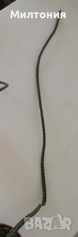 селеницереус грандифлорус 