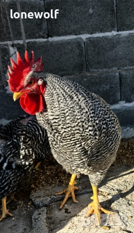 Амрок, снимка 4 - Кокошки и пуйки - 53958918