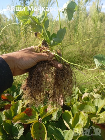 Продавам разсад ягоди сорт Алба., снимка 7 - Разсади - 51310162