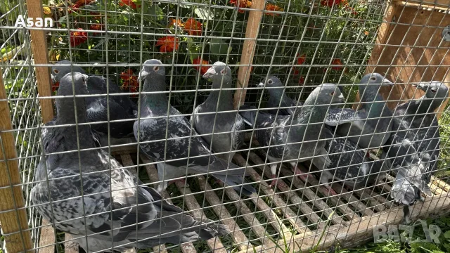 Спортни пощенски 