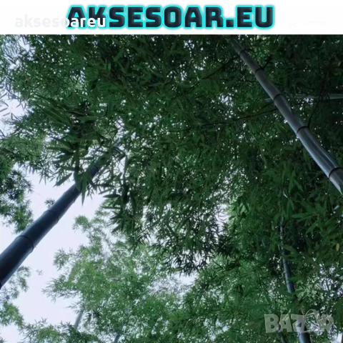 Качествени малки Семена от бамбук Bambusa arundinacea бързо растящи растения за дома бамбуков разсад, снимка 2 - Сортови семена и луковици - 50482087