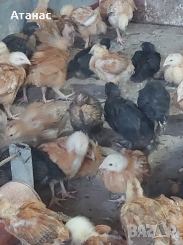 Черен австралорп И смесени снасящи сини , зелени яйца ,тетра и супер харко. , снимка 6 - други­ - 53830777