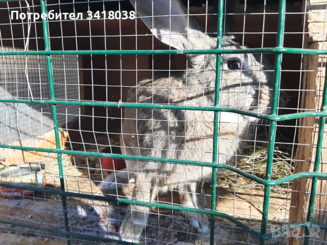 продавам зайци - различни породи и възрасти, снимка 15 - Други животни - 49253579