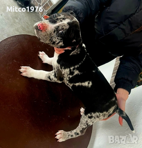 Питбул-Pitbull-мъжко, снимка 2 - Питбул - 53297226