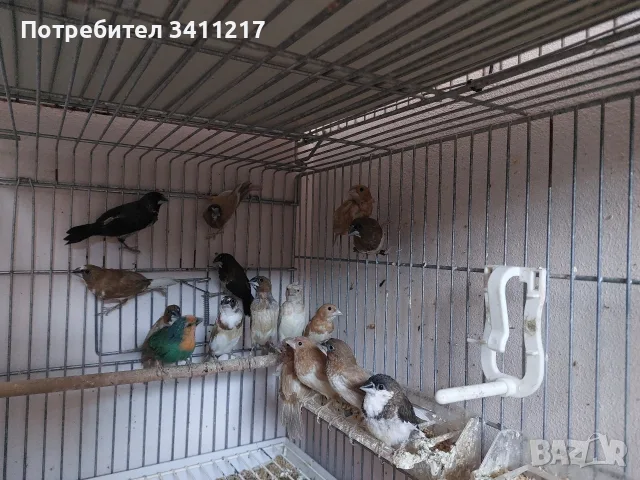 продавам амадини , снимка 5 - Амадини - 56103824