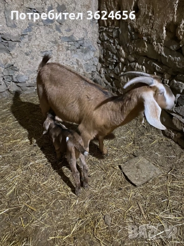 англо нубийски кози, снимка 2 - Кози - 54003597