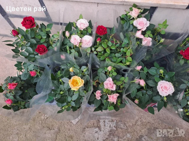 5 цвята рози по четири корена в саксия. Бяла, розова, жълта, оранжева, червена 