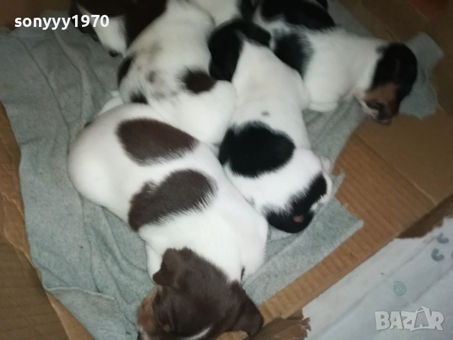 ДЖАК РЪСЕЛ КУЧЕНЦА 250ЛВ ЗА ЕДНО 0609251949, снимка 11 - Джак ръсел териер - 51628068