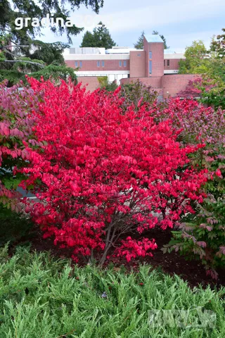 Oгнен храст - Euonymus alatus ​ Студоустойчив , снимка 6 - Разсади - 55709541