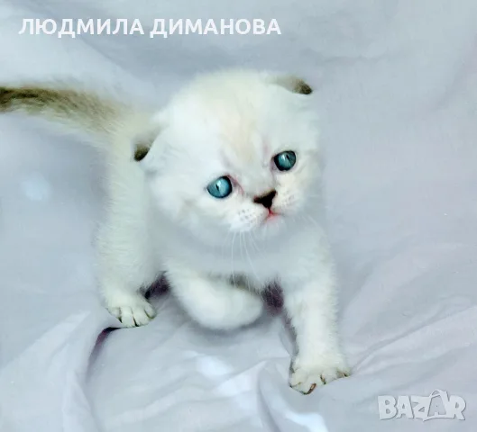 Шотландски със сини очи. , снимка 8 - Британска късокосместа - 56243737
