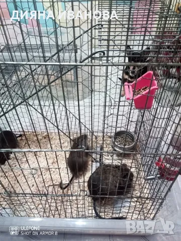 КАТЕРИЧКИ ДЕГУ, снимка 15 - Други - 48394691