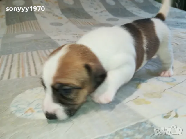 ДЖАК РЪСЕЛ ВИДИН-КУПУВАМЕ КУЧЕ 0104251735, снимка 5 - Джак ръсел териер - 49728785