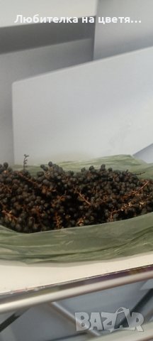  пресни семена от палма вашингтония 50 бр за 10 лв, снимка 2 - Сортови семена и луковици - 44288728